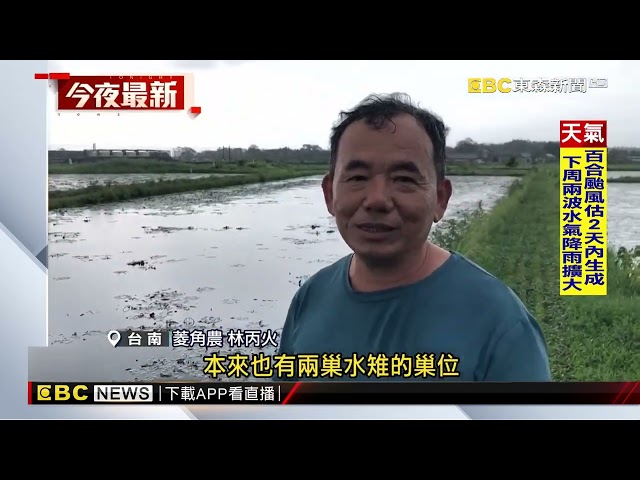 復育3千隻水雉 台南官田生態菱角田遭颱風吹毀@newsebc