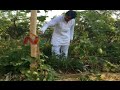 Exclusive visuals : Pawan Kalyan busy in his farm house work