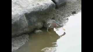 用麵包屑釣魚的鳥：綠簑鷺