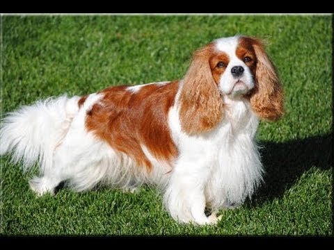 The Truth About the Cavalier King Charles Spaniel - YouTube