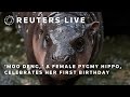 LIVE: ‘Moo Deng,’ a female pygmy hippo, celebrates her first birthday | REUTERS