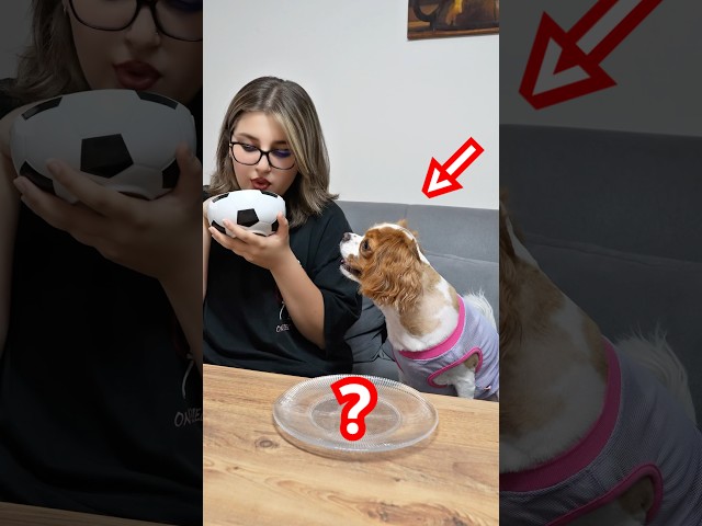 Köpeğin , görmediği yemeğe verdiği tepki ! 😂🐶