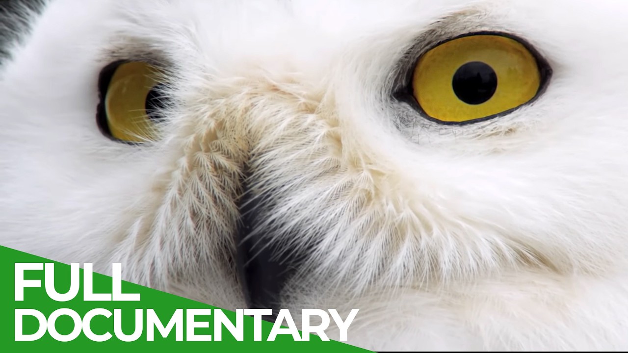 Nature's Greatest Talents - Smartest Disguises | Free Documentary Nature