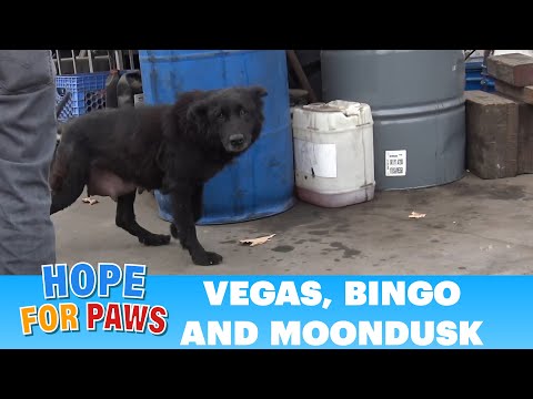Right after rescuing a mom and a puppy, another call for help came in...