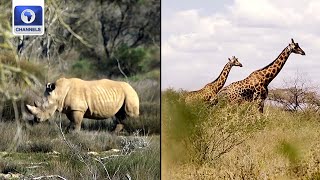 Tackling Poaching In S/Africa, Saving Kenya's Giraffe From Extinction + More | Eco Africa