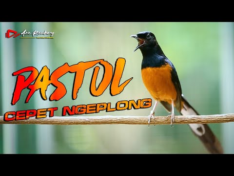 MURAI BATU PASTOL CEPET NGEPLONG DENGAN PANCINGAN INI | SHAMA BIRD