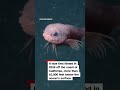 Newly discovered species spotted swimming by underwater camera  - 00:48 min - News - Video
