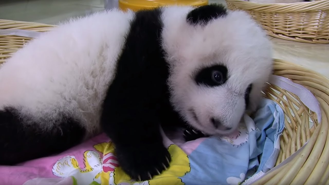 Raising an Abandoned Baby Panda | Panda Babies | BBC Earth