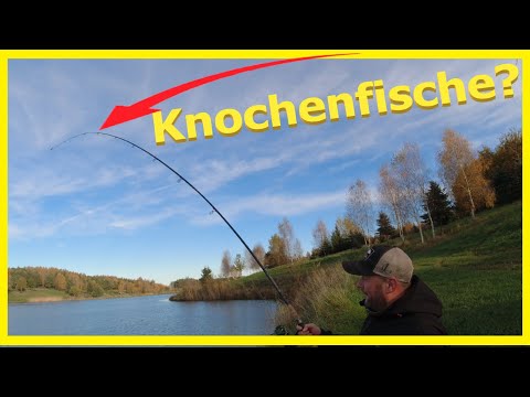 Angeln im Winter auf urtümlicher Knochenfische🎣😱😱😱🎣 Kann Holle so ein Monster fangen?