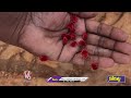 Arudra Worms Appears In Farms | Korutla | V6 News  - 01:31 min - News - Video