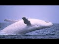 'Migaloo' or White Whale spotted again in Australian seas