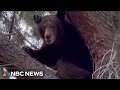 California bill calls for year of the grizzly bear