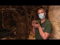 Audubon Zoo welcomes twin Screaming Hairy Armadillo pups  - 01:11 min - News - Video