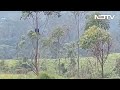 Video: Kerala Man Sits Atop Tree For Over An Hour To Escape Elephants  - 00:24 min - News - Video