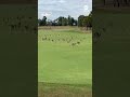 Meanwhile in Australia, a game of golf was interrupted by hundreds of kangaroos. #animals #golf  - 00:26 min - News - Video