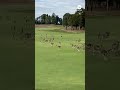 Meanwhile in Australia, a game of golf was interrupted by hundreds of kangaroos. #animals #golf