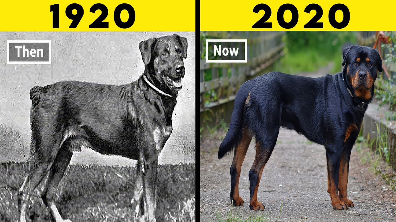 20 Most Transformed Dog Breeds in History