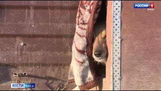 Его назвали Фредди: омский приют спас раненного пса