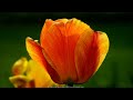 Beautiful Flower Pictures:...