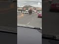 Elephant roams through Butte, Montana streets after escaping circus  - 00:35 min - News - Video