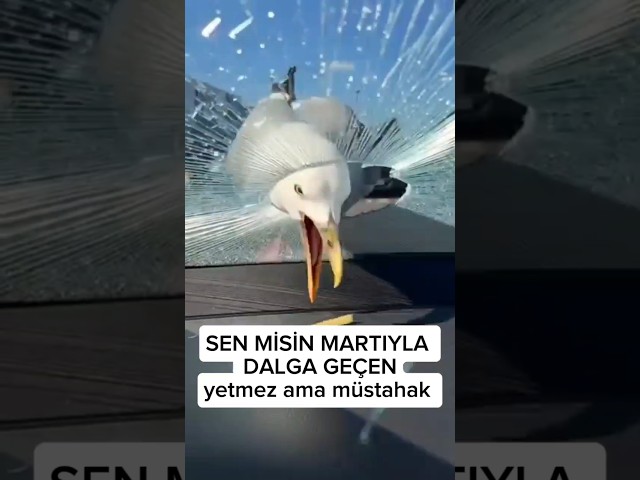 Martıyla dalga geçmek isterken arabanın camından oluyor. ilahi adalet bu olsa gerek.