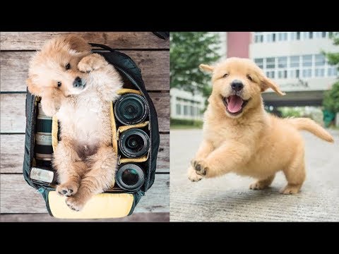 Cutest Dogs - ♥Cute Puppies Doing Funny Things 2019♥ #1