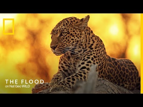 The Flood'