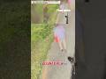 Hunt for suspect accused of blowtorching raccoon #shorts #us #sanfrancisco #foxnews #news #usa #fox