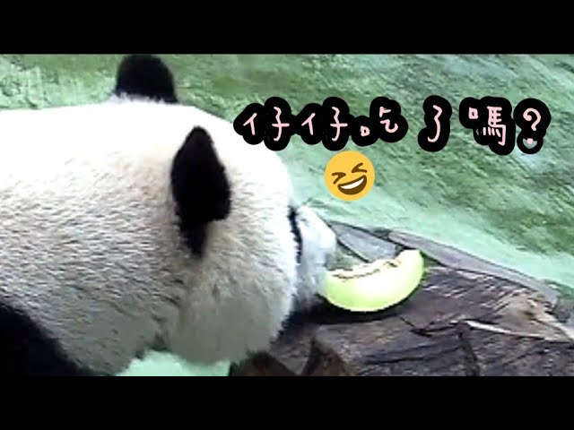 圓仔不愛哈密瓜，拿起來聞一聞，偷偷丟掉|熊貓貓熊The Giant Panda Yuan Yuan and Yuan Bao|台北市立動物園