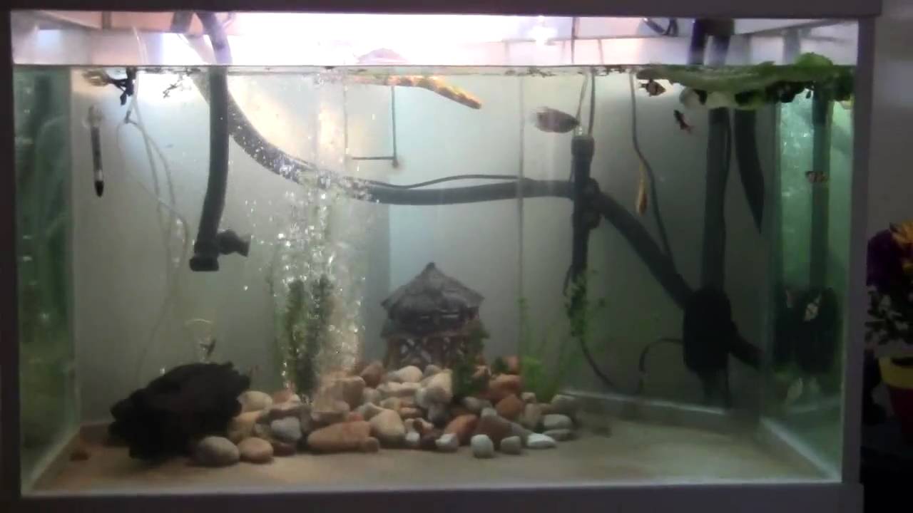 100 Gallon Turtle Tank - YouTube