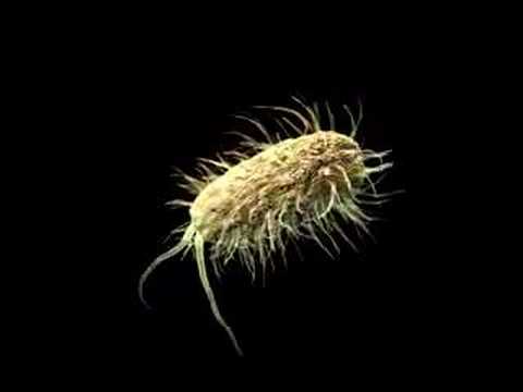 e.coli 2