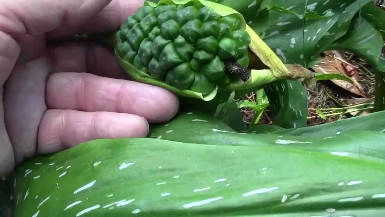 calla-lily-seed-pod-update-9-30-12-read-description-youtube