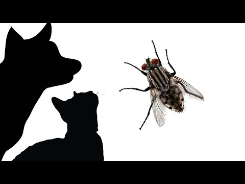 CAT GAMES - LITTER BOX FLY (FOR CATS ONLY)