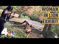 Woman caught on camera dancing in lion’s enclosure at Bronx Zoo