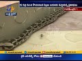 Python eggs artificially hatching into baby snakes in Rajahmundry