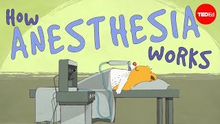 How does anesthesia work? - Steven Zheng