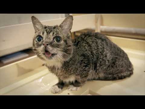 CatVideoFest 2019'