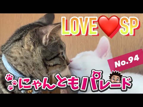 今日の癒される猫ちゃん動画集 No 94 にゃんともパレード まとめちゅーぶ