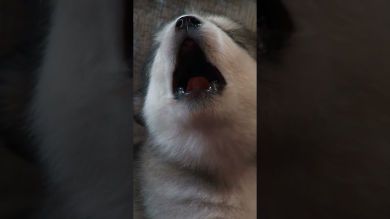 Who Will Be the Alpha Pup? | Too Cute! | Animal Planet