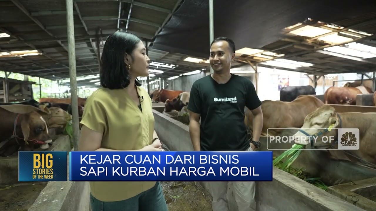 Gak Kaleng-kaleng! Ini Cara Sukses Bisnis Hewan Kurban