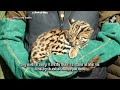 Jammu-Kashmir के Udhampur से Leopard के बच्चे को बचाया गया | Leopard cub rescued from Udhampur - 01:11 min - News - Video