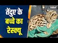 Jammu-Kashmir के Udhampur से Leopard के बच्चे को बचाया गया | Leopard cub rescued from Udhampur