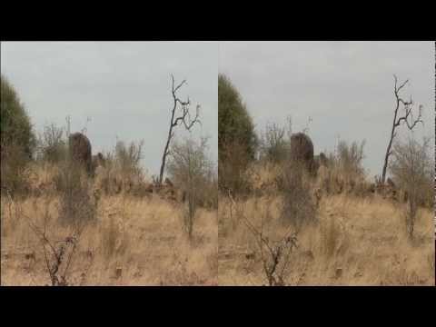 3net African Wild Mashatu Clip 2 3D Video
