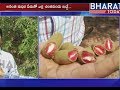 Demand for Red Tamarind (Anantha Rudira) grows in Ananthapur