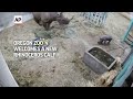 Oregon Zoo welcomes a new rhinoceros calf - Jozi  - 00:49 min - News - Video