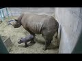 Oregon Zoo welcomes a new rhinoceros calf - Jozi
