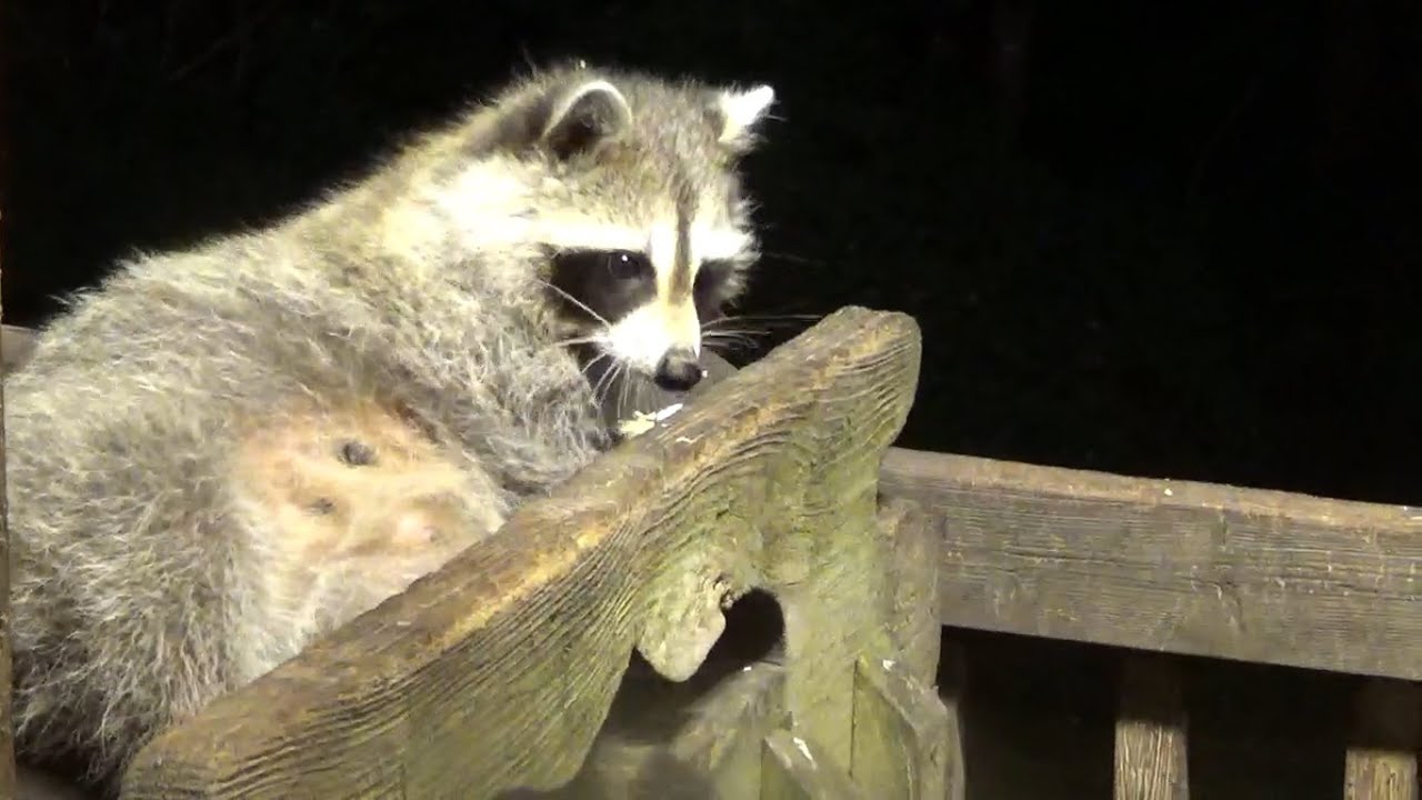 20 Raccoons Tuesday Diner