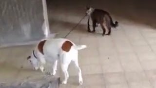 חתול מוביל כלב