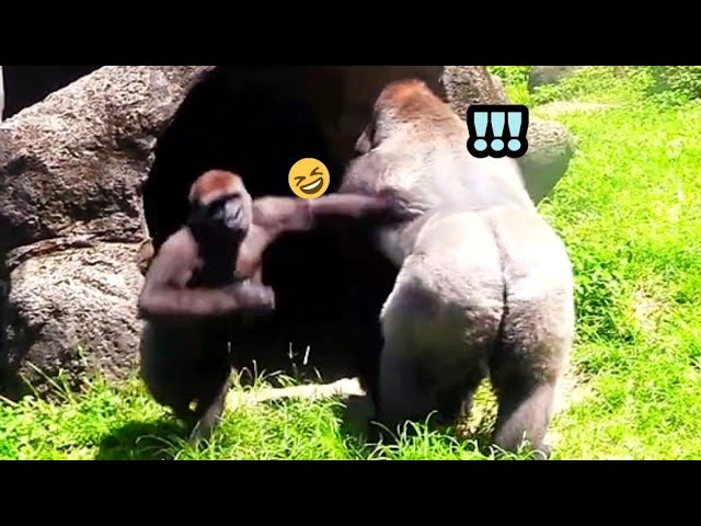 Jabali Pushes Dad and Says: “There’s No Snake! Just Go In!😆🤪呷百二推著爸爸說：「沒有蛇啦！快進去啦！」
