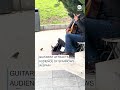 Street performer guitarist attracts audience of sparrows in Spain  - 00:34 min - News - Video